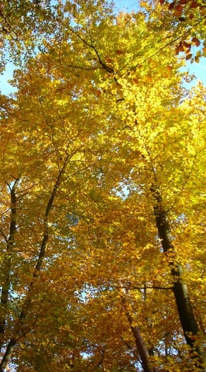 autumn trees thumbnail