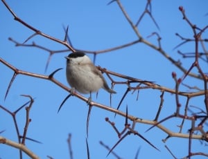 grey and black bird perching on tree branch thumbnail