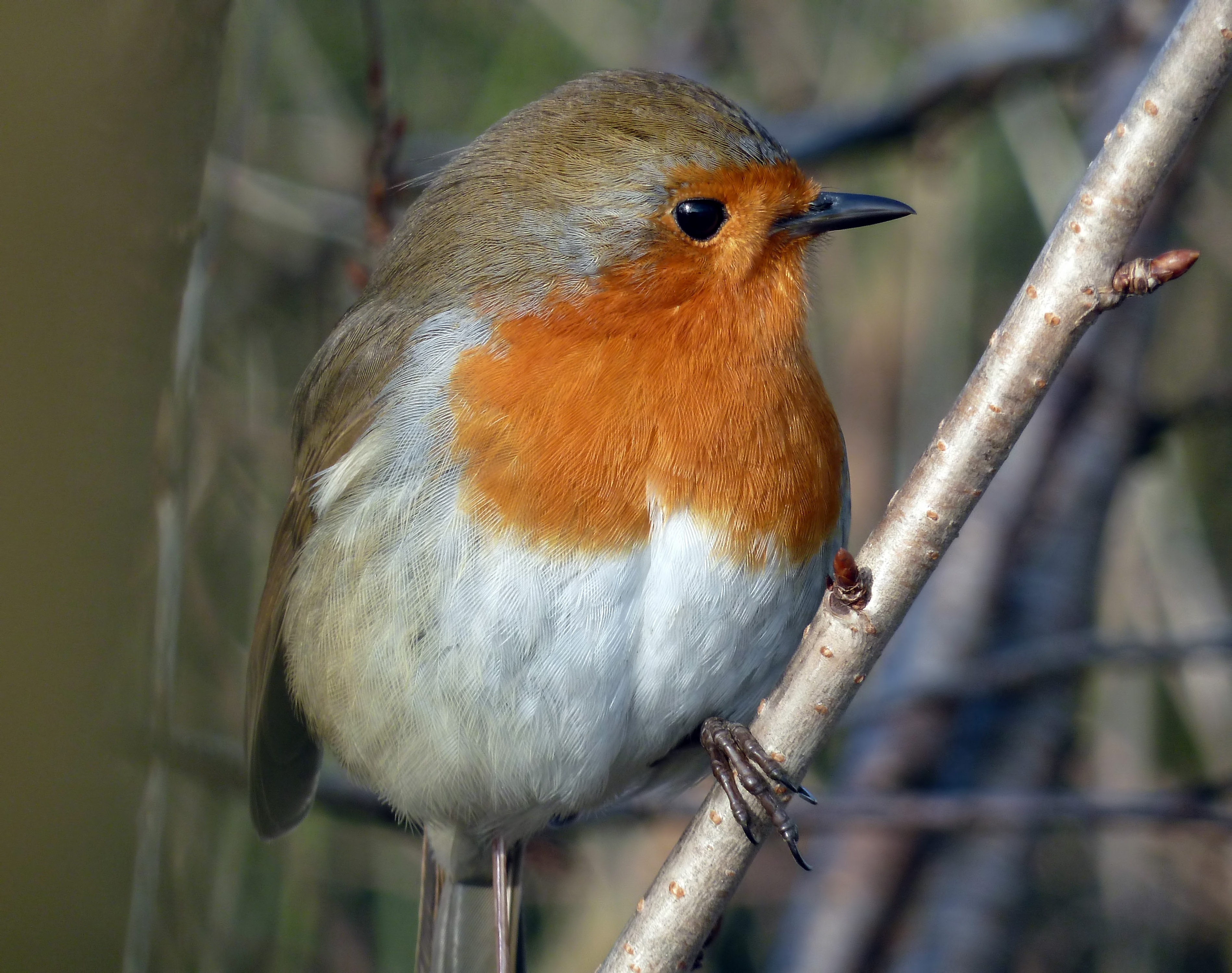 brown and orange bird perched on brown tree branch