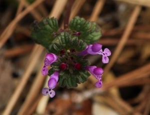 small purple flowers thumbnail