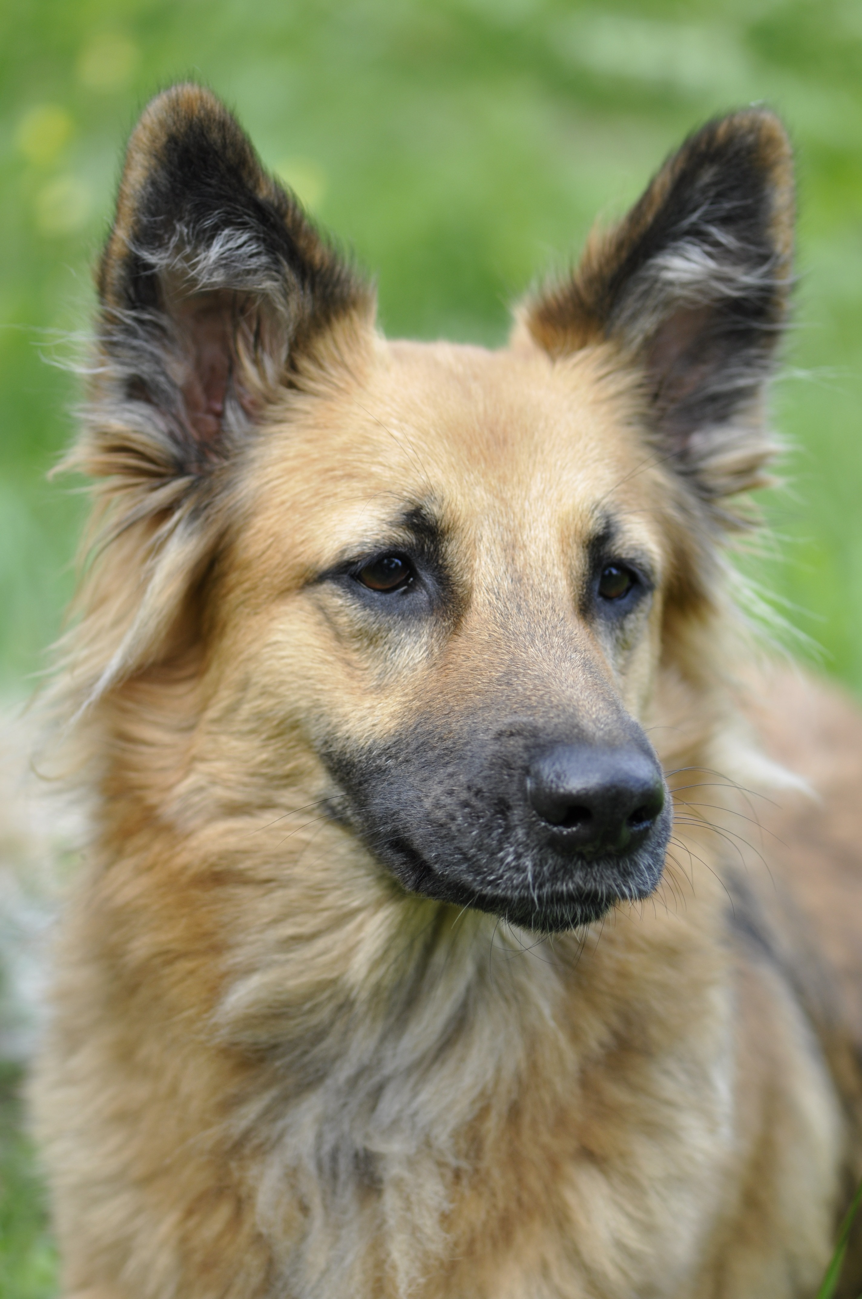 closeup photo of German Shepherd during daytime