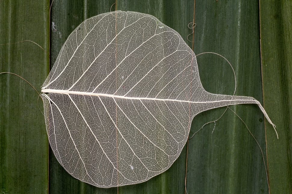 Leaf, Leaf Structure, Macro, leaf, close-up preview