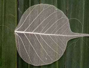 Leaf, Leaf Structure, Macro, leaf, close-up thumbnail