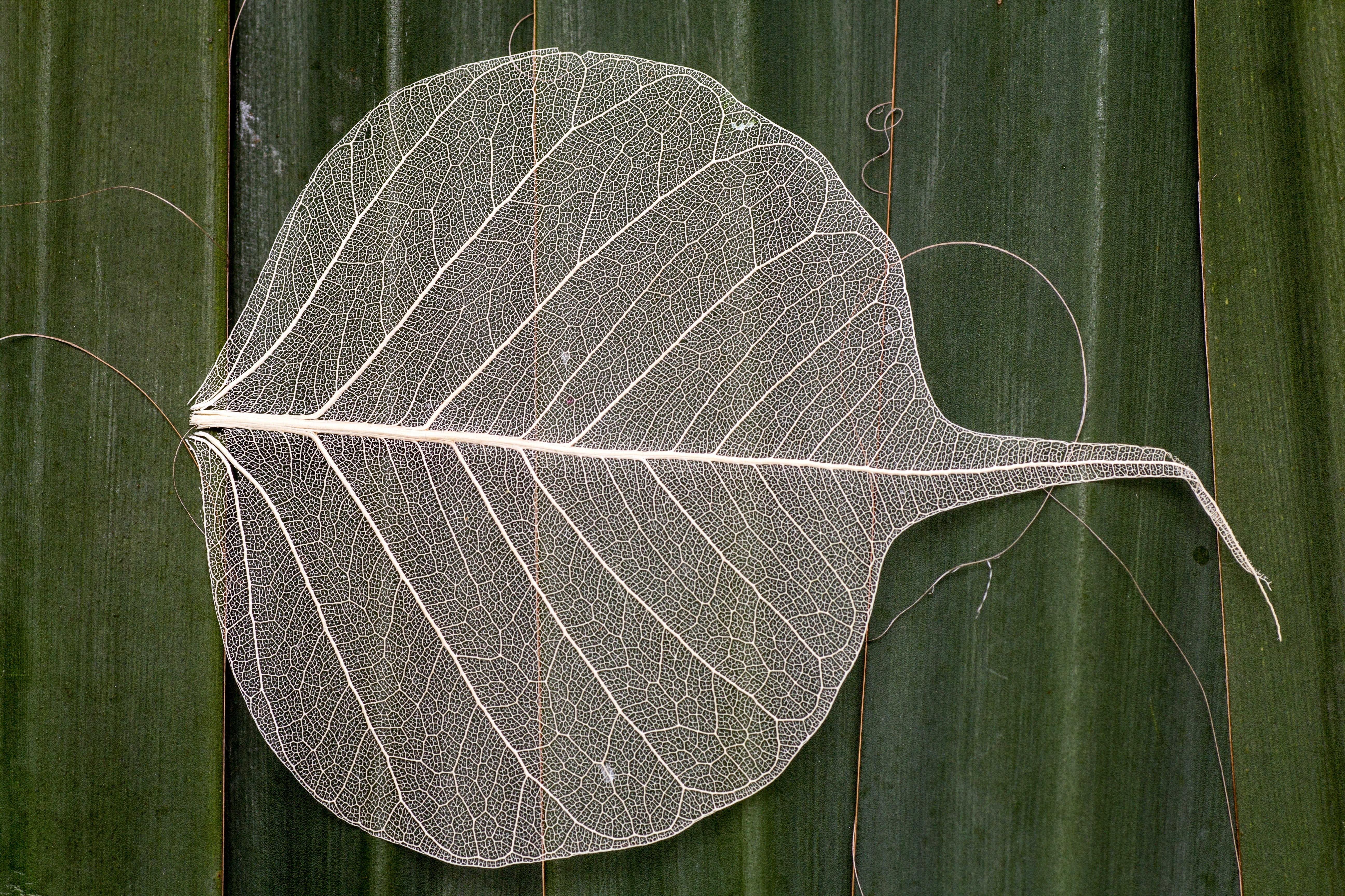 Leaf, Leaf Structure, Macro, leaf, close-up
