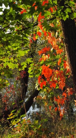 trees during autumn season thumbnail
