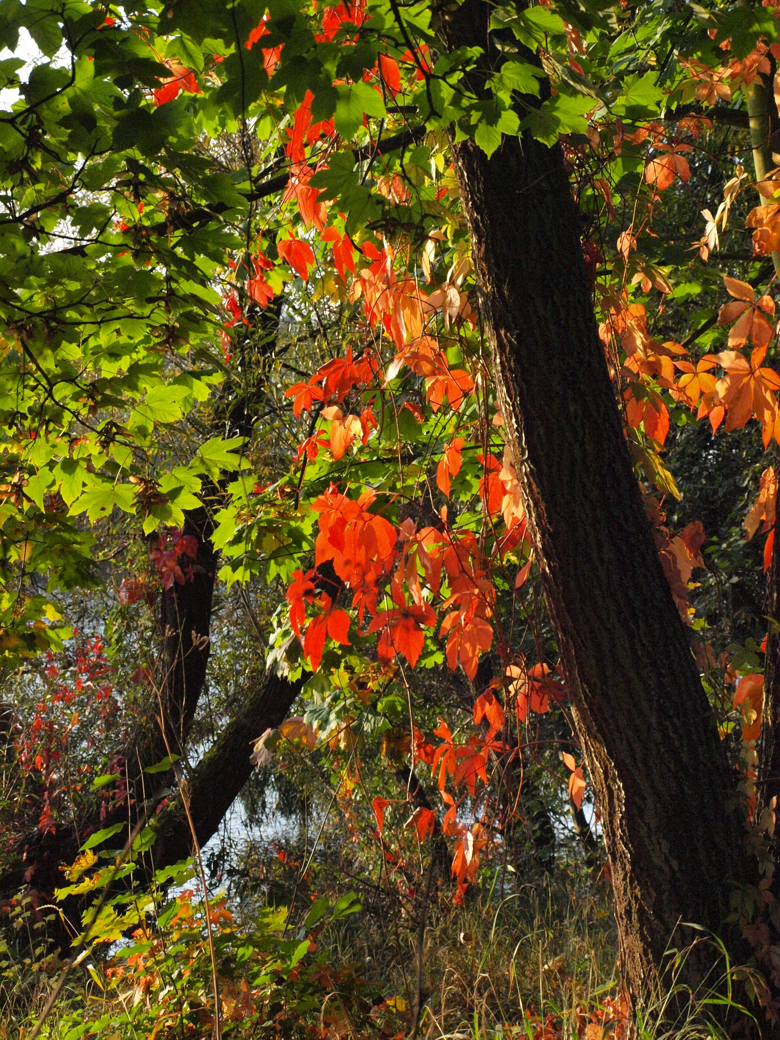 trees during autumn season