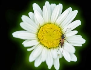 white multi petaled flower with 4 brown flying insect photo thumbnail