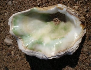 green and white shell thumbnail