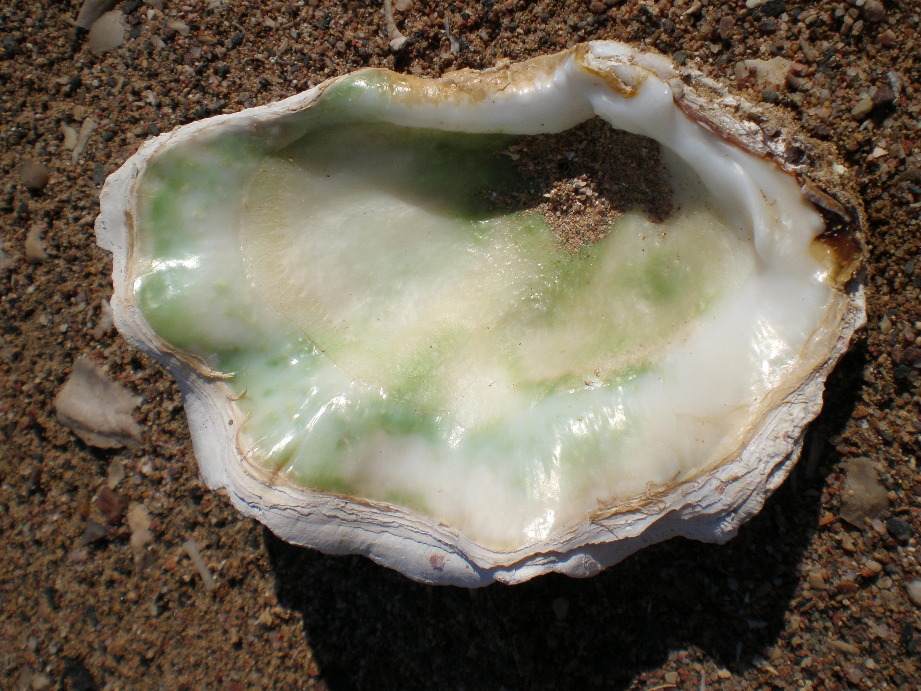 green and white shell
