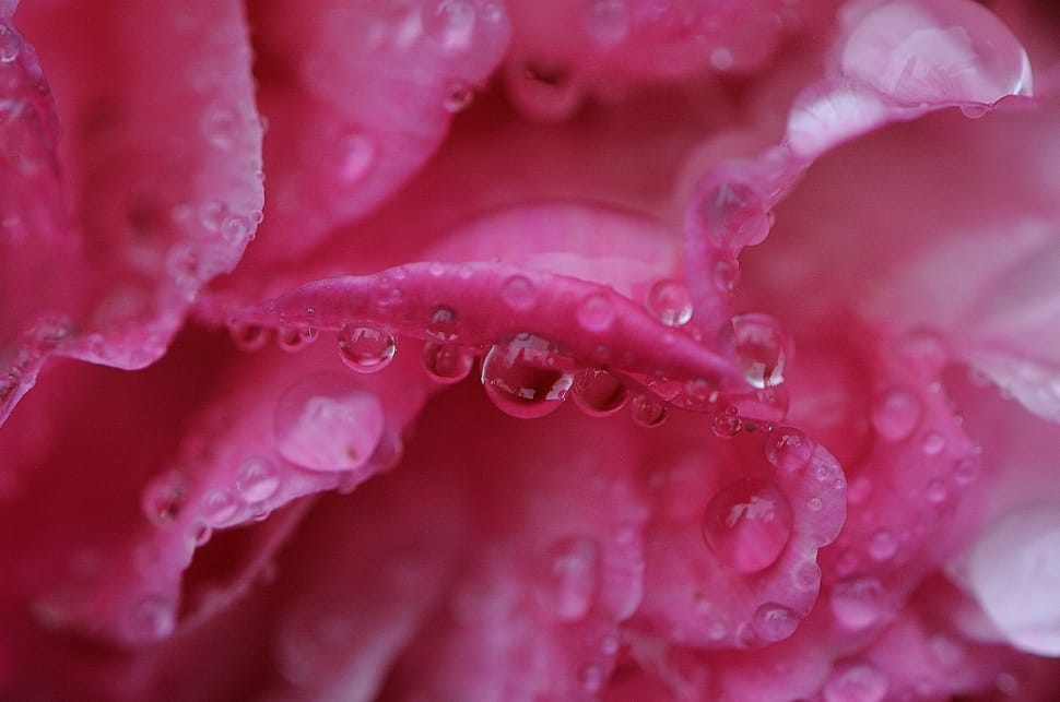 macro photo of water dew on pink petal flower preview