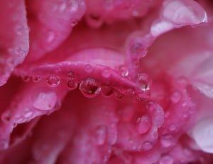 macro photo of water dew on pink petal flower thumbnail