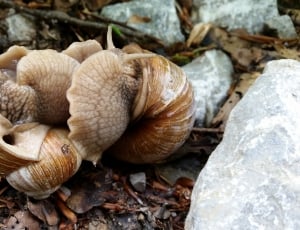 2 brown snails thumbnail
