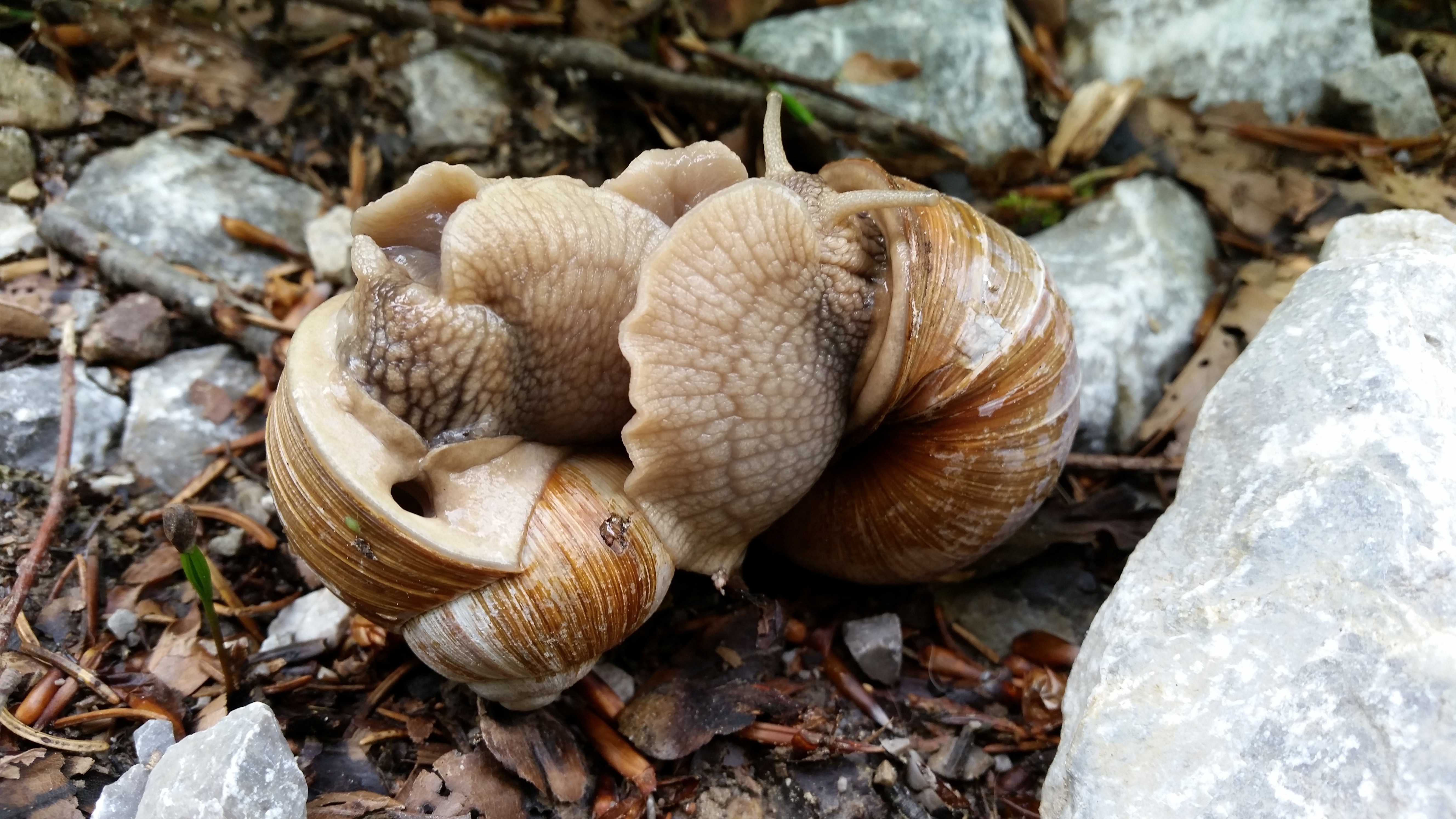 2 brown snails