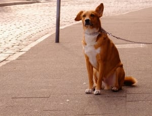 orange chinook dog on concrete canvas thumbnail