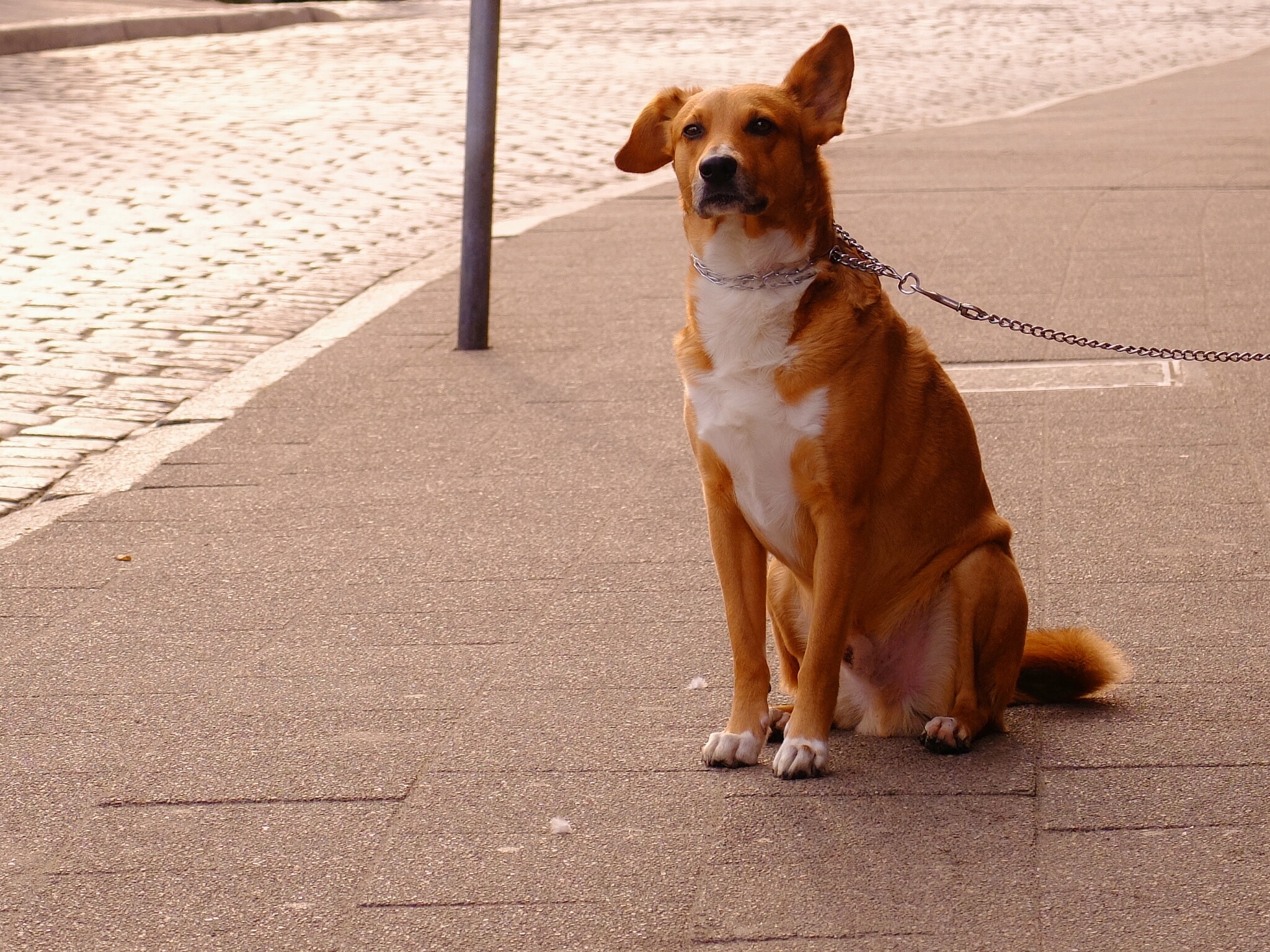 orange chinook dog on concrete canvas