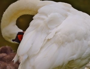 white and yellow duck thumbnail