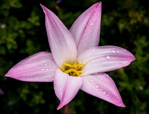 Rain Lily Zephyranthes Grandiflora, Pink, flower, petal thumbnail