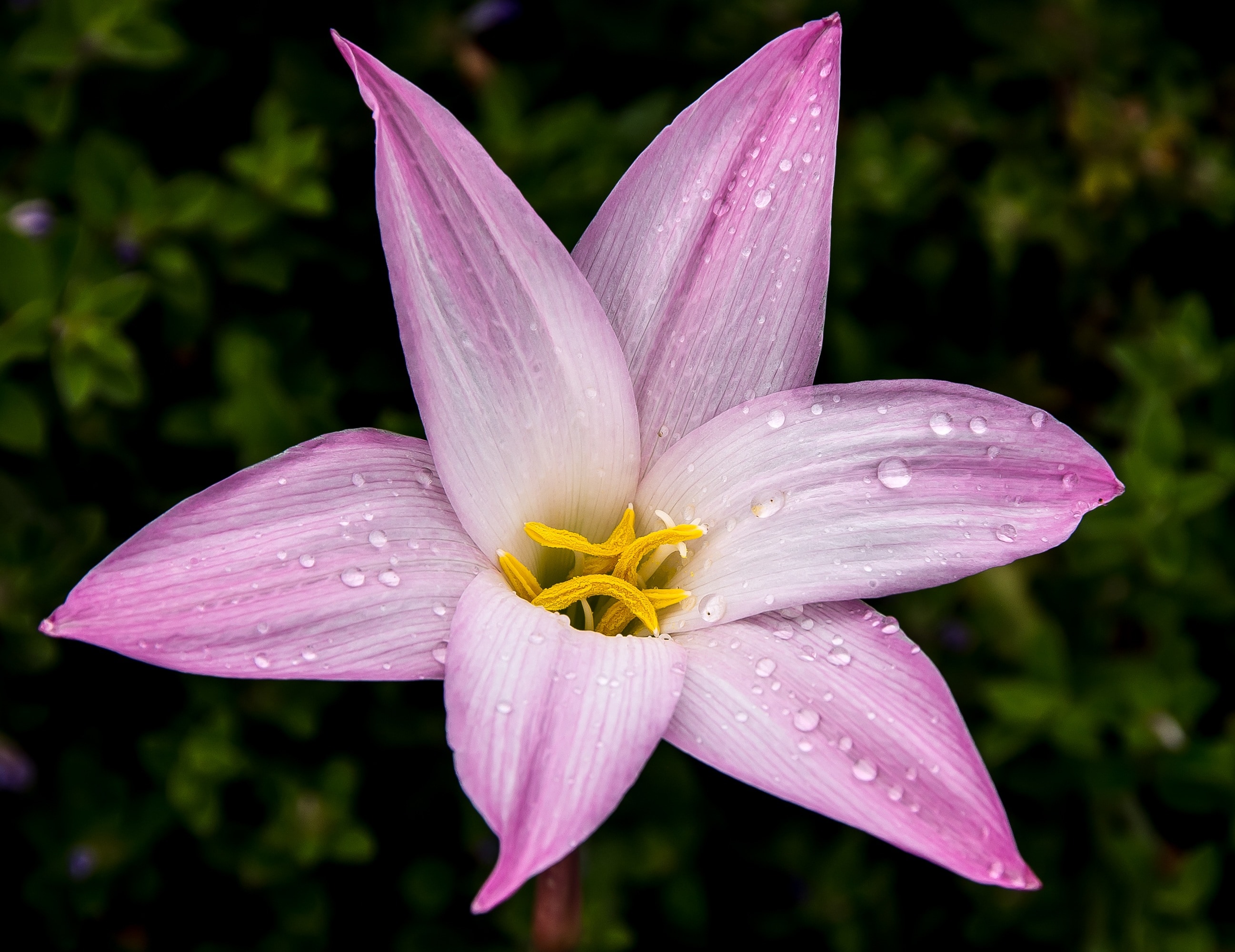 Rain Lily Zephyranthes Grandiflora, Pink, flower, petal