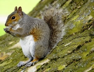 gray white and brown squirrel thumbnail