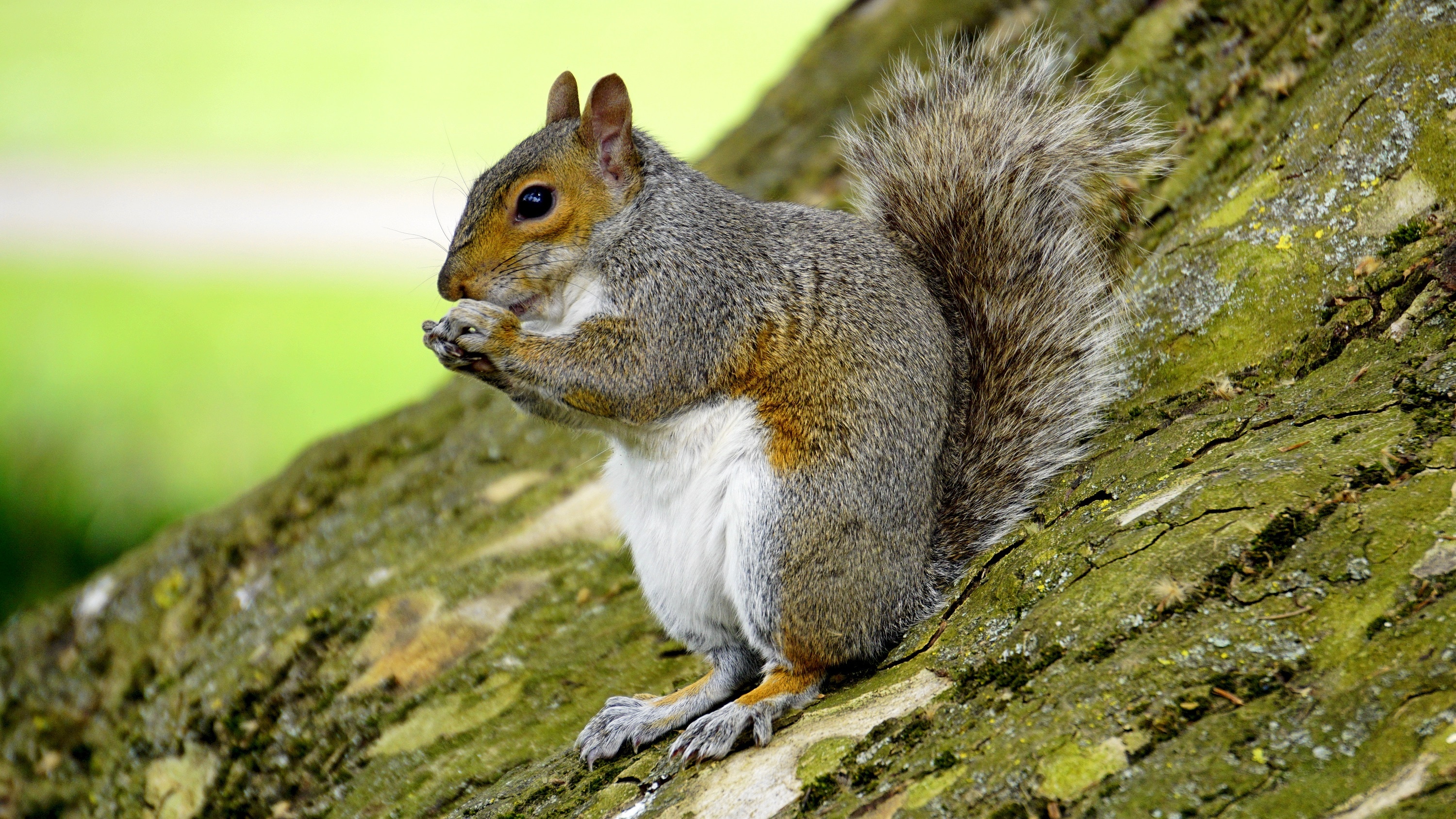 gray white and brown squirrel
