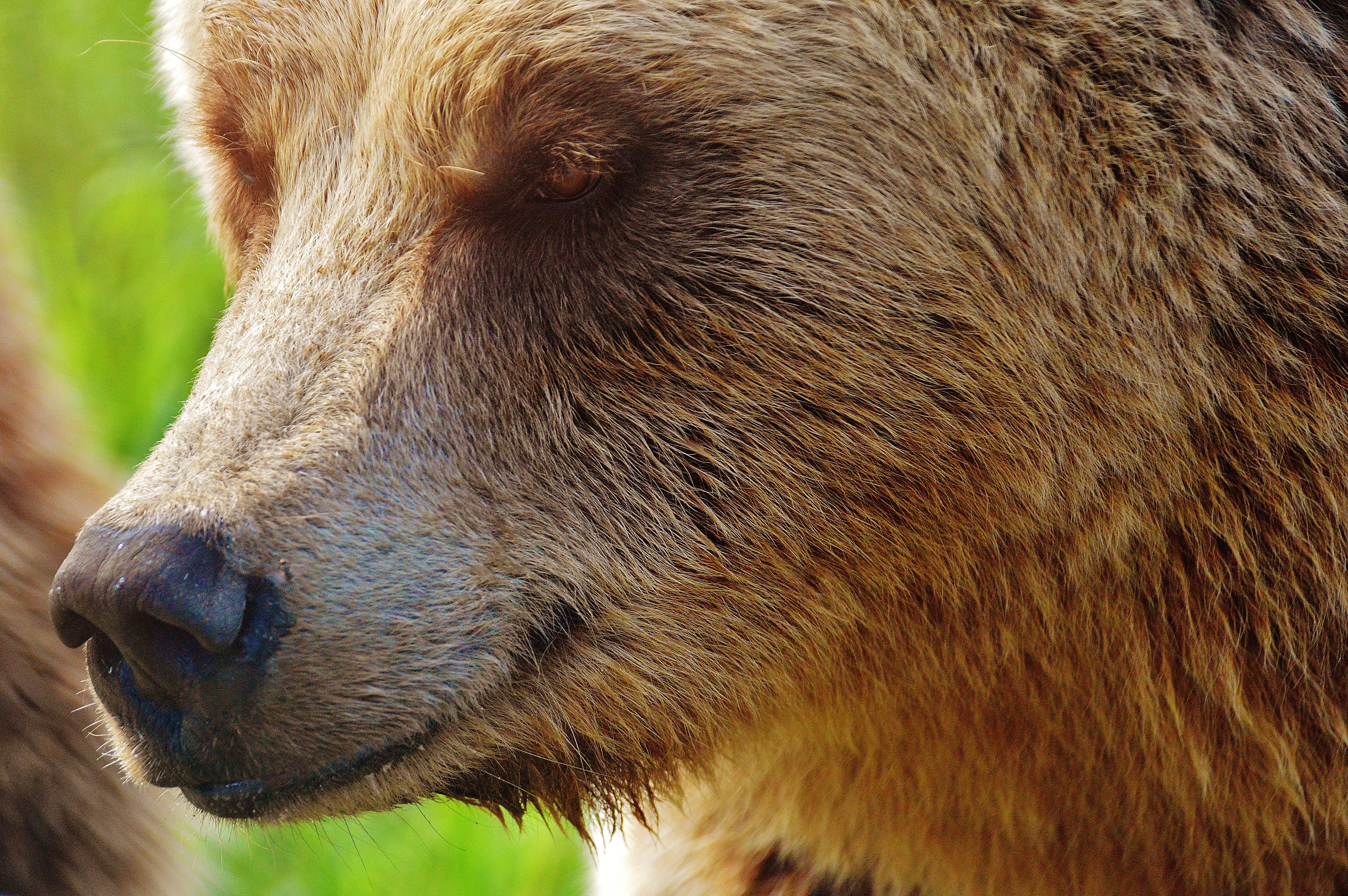 Какой нос у медведя. Евразийский бурый медведь. Бурый медведь. Медвежий носик. Глаза медведя.