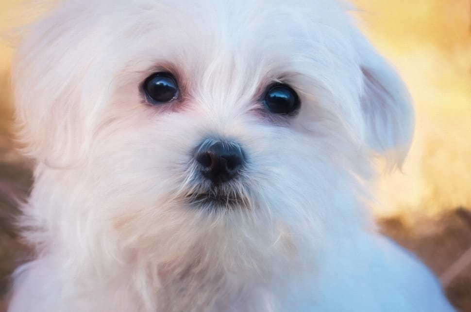 White, Puppy, Painting, Maltese, Dog, dog, pets preview