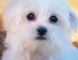 White, Puppy, Painting, Maltese, Dog, dog, pets thumbnail