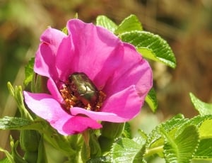 Blossom, Insect, Wild Rose, Pink, Bloom, flower, leaf thumbnail