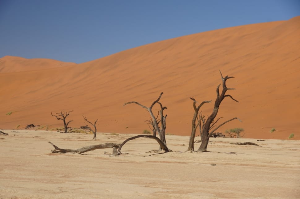 bare tree and brown white sand preview
