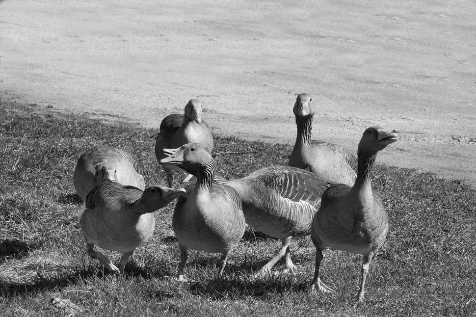 flock of goose preview