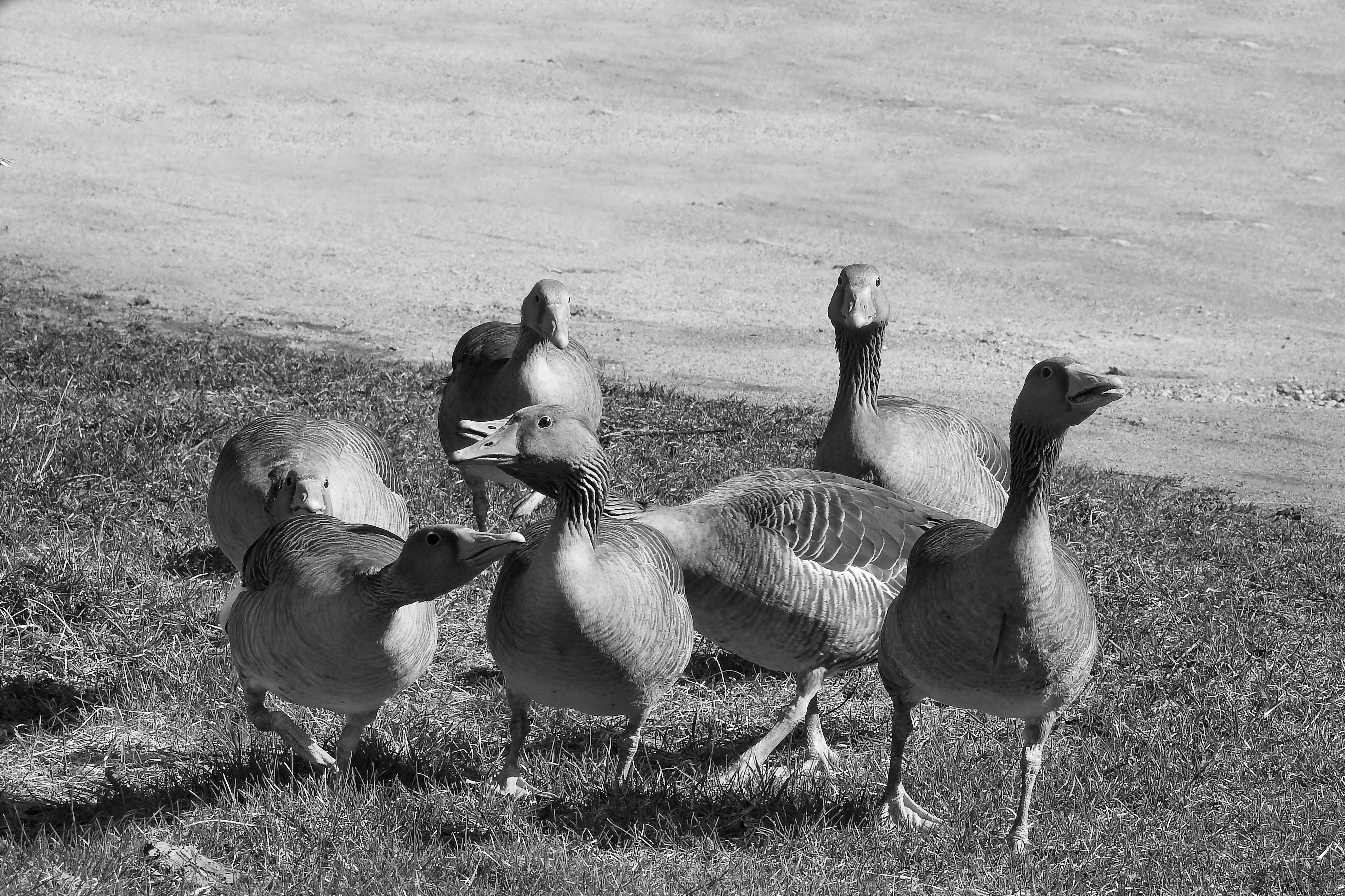 flock of goose