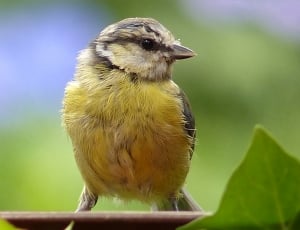 yellow and gray bird close up photo during daytime thumbnail
