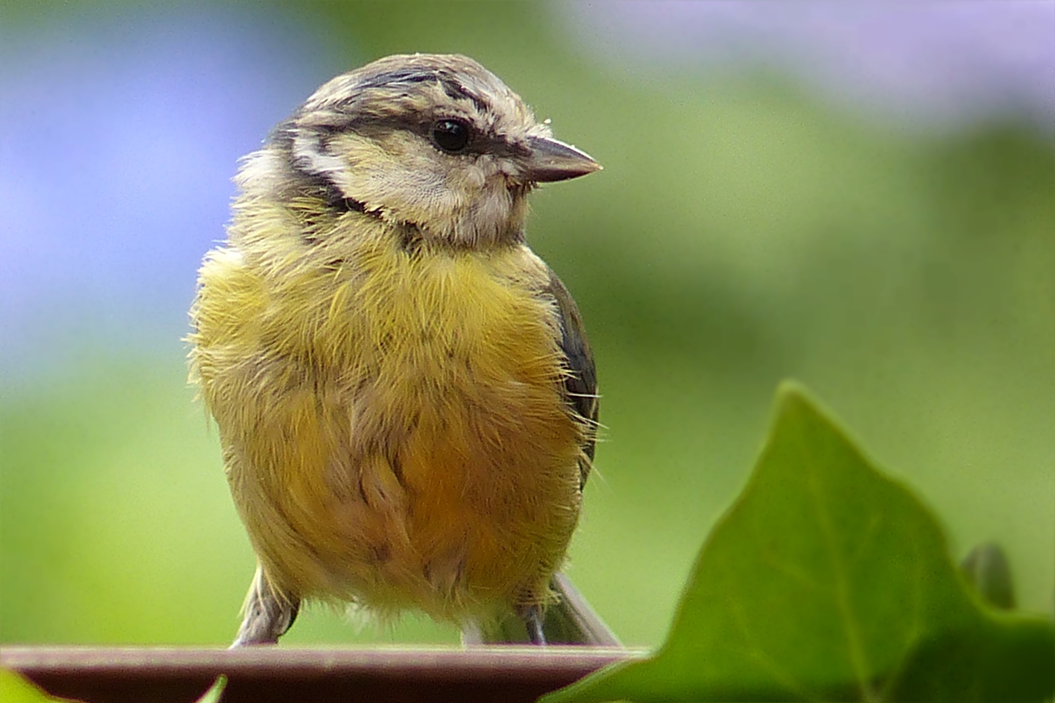 yellow and gray bird close up photo during daytime