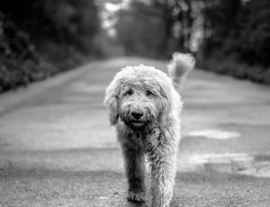 labradoodle grayscale thumbnail