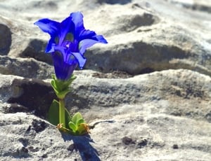 blue and green flower thumbnail