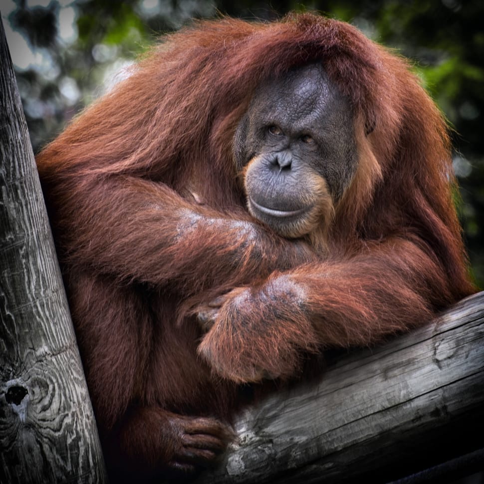 brown orangutan preview