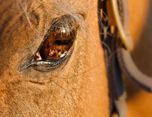 Animal, Horse, Brown, Eye, Horse Head, one animal, animal themes thumbnail