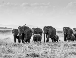 group of elephants thumbnail