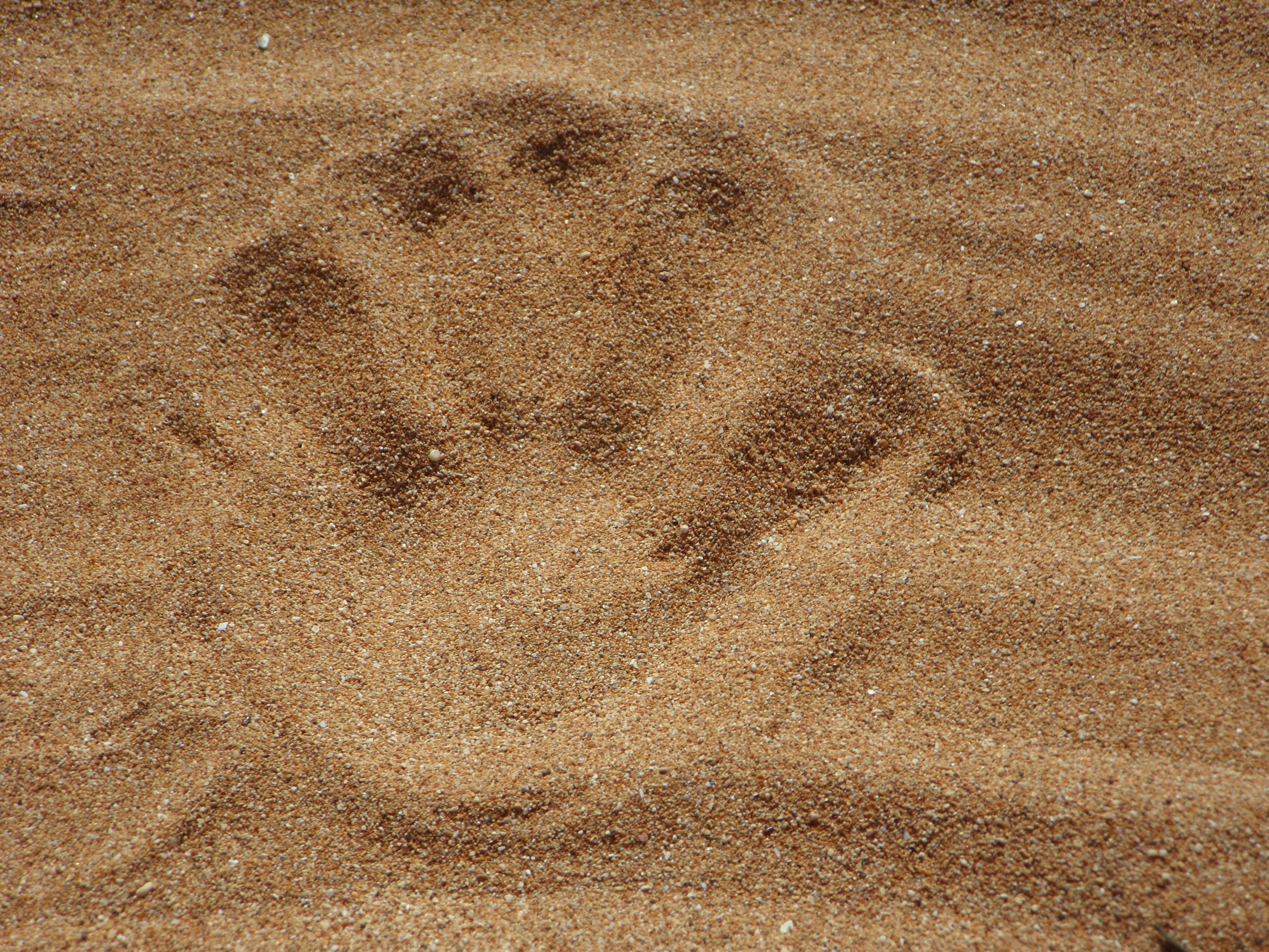 pressed palm on sand