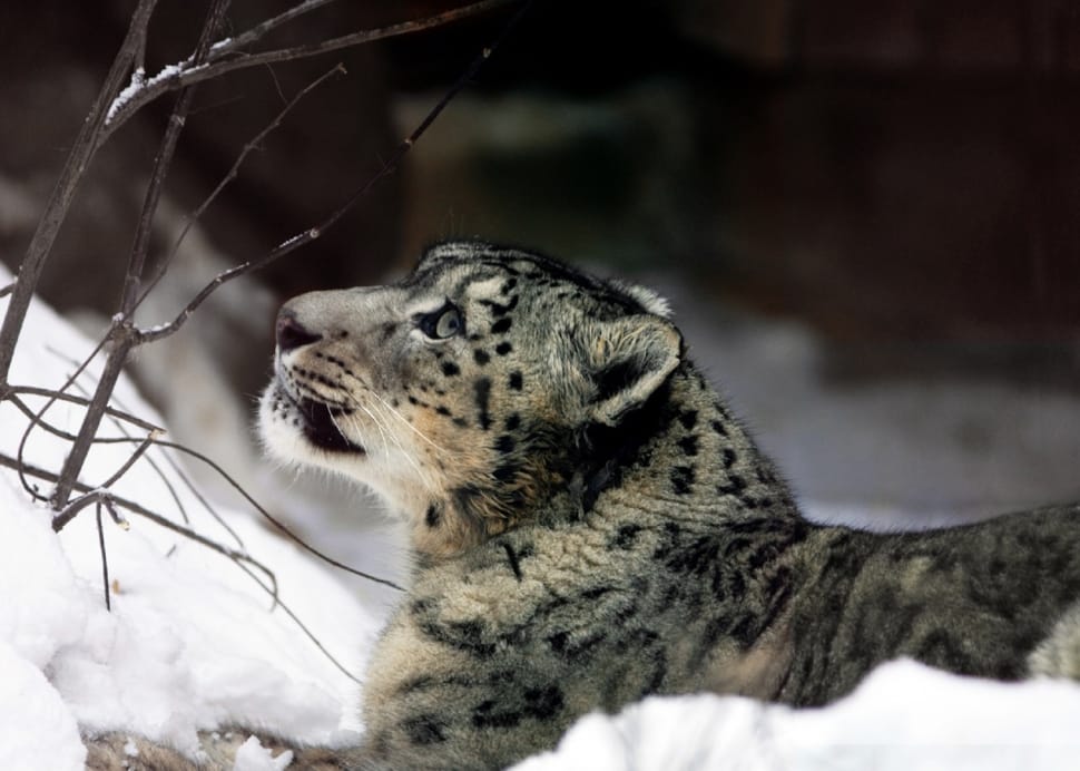 closeup photography of a cheetah near white snow preview