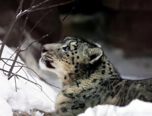 closeup photography of a cheetah near white snow thumbnail