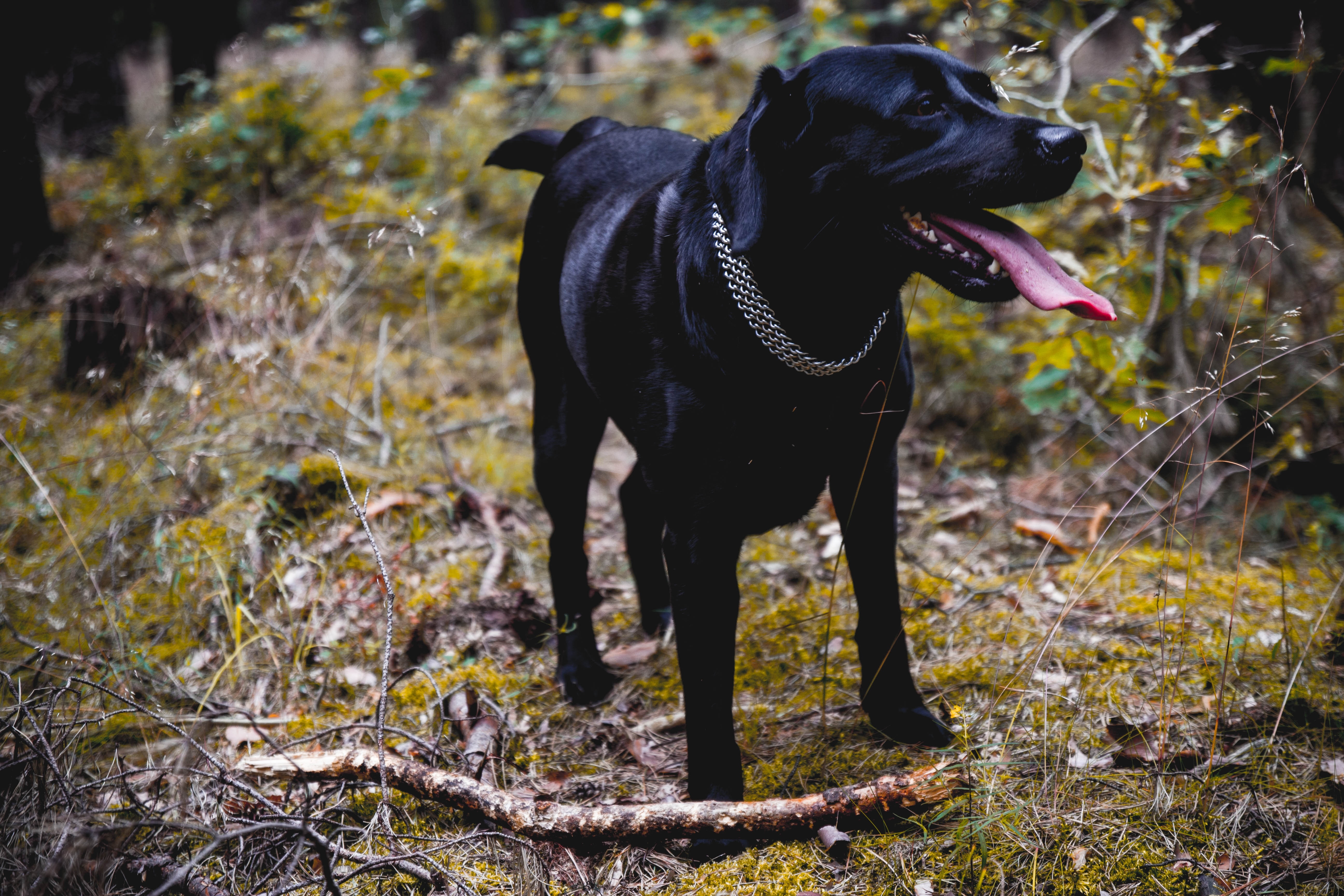 black short coated dog