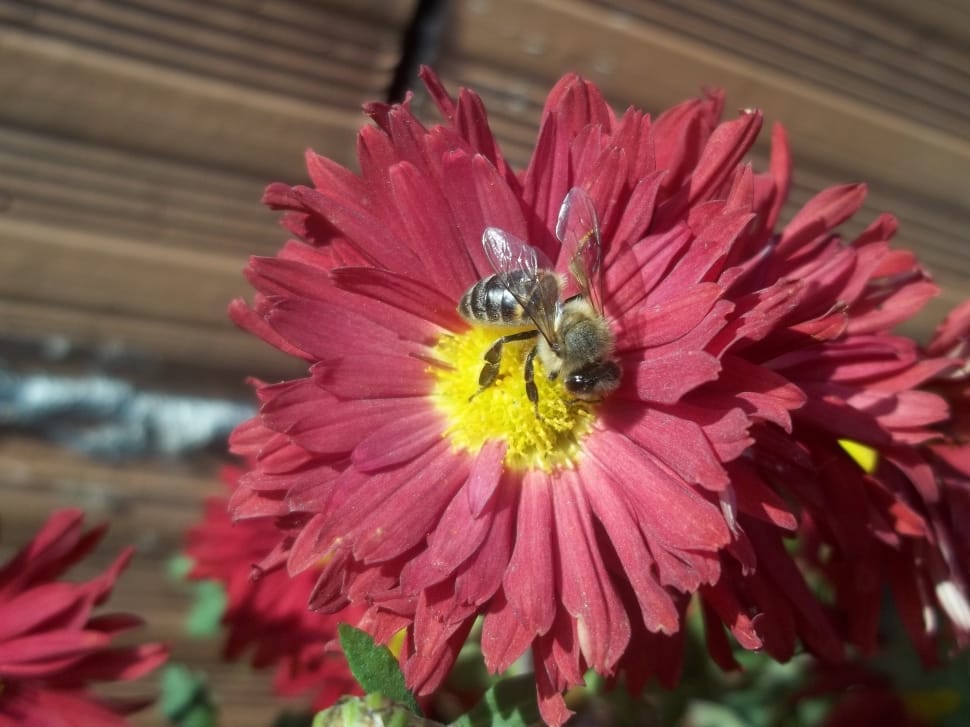 Scholarship, Uludað, Bee, Flower, Nature, ,  preview
