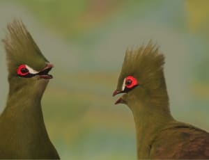 2 green and brown short beak birds thumbnail