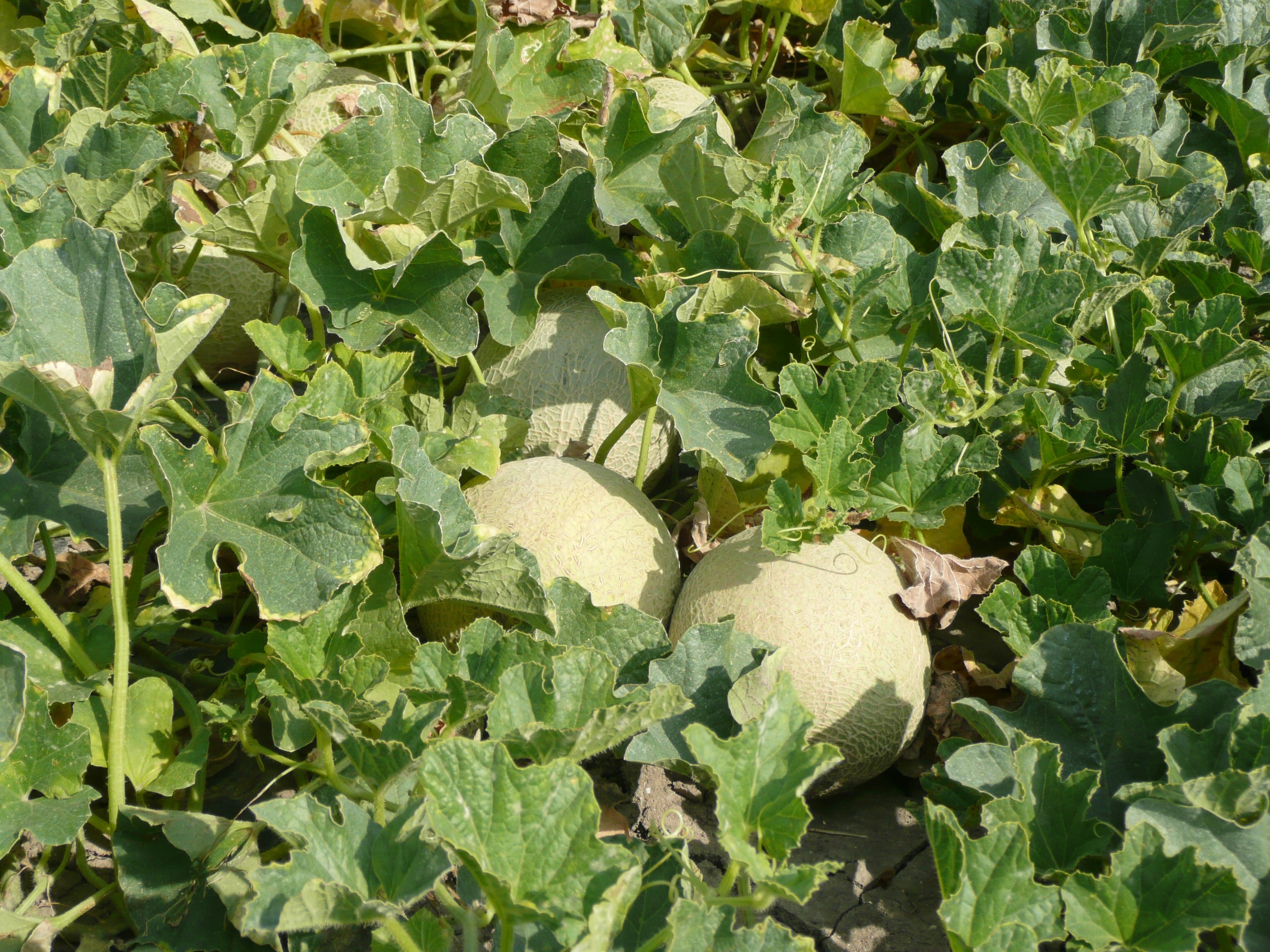 Agriculture, Cultivation, Melons, Field, vegetable, leaf