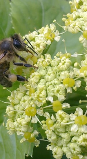 brown honey bee and white yellow flowers thumbnail