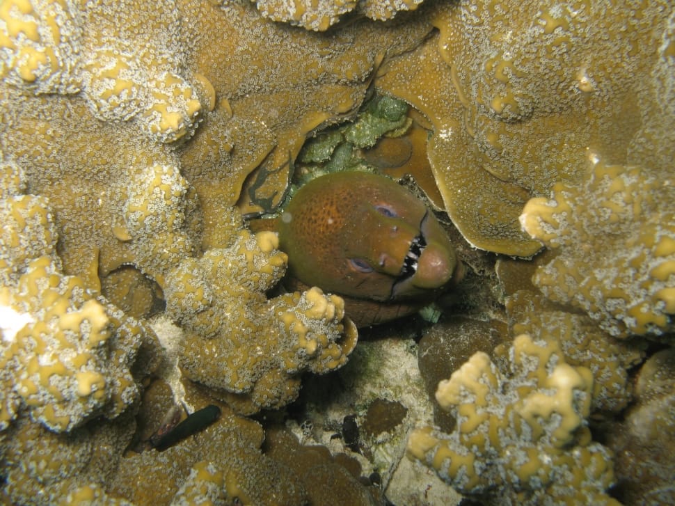 under water shot of a brown eel in sea coral reef preview