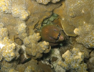 under water shot of a brown eel in sea coral reef thumbnail