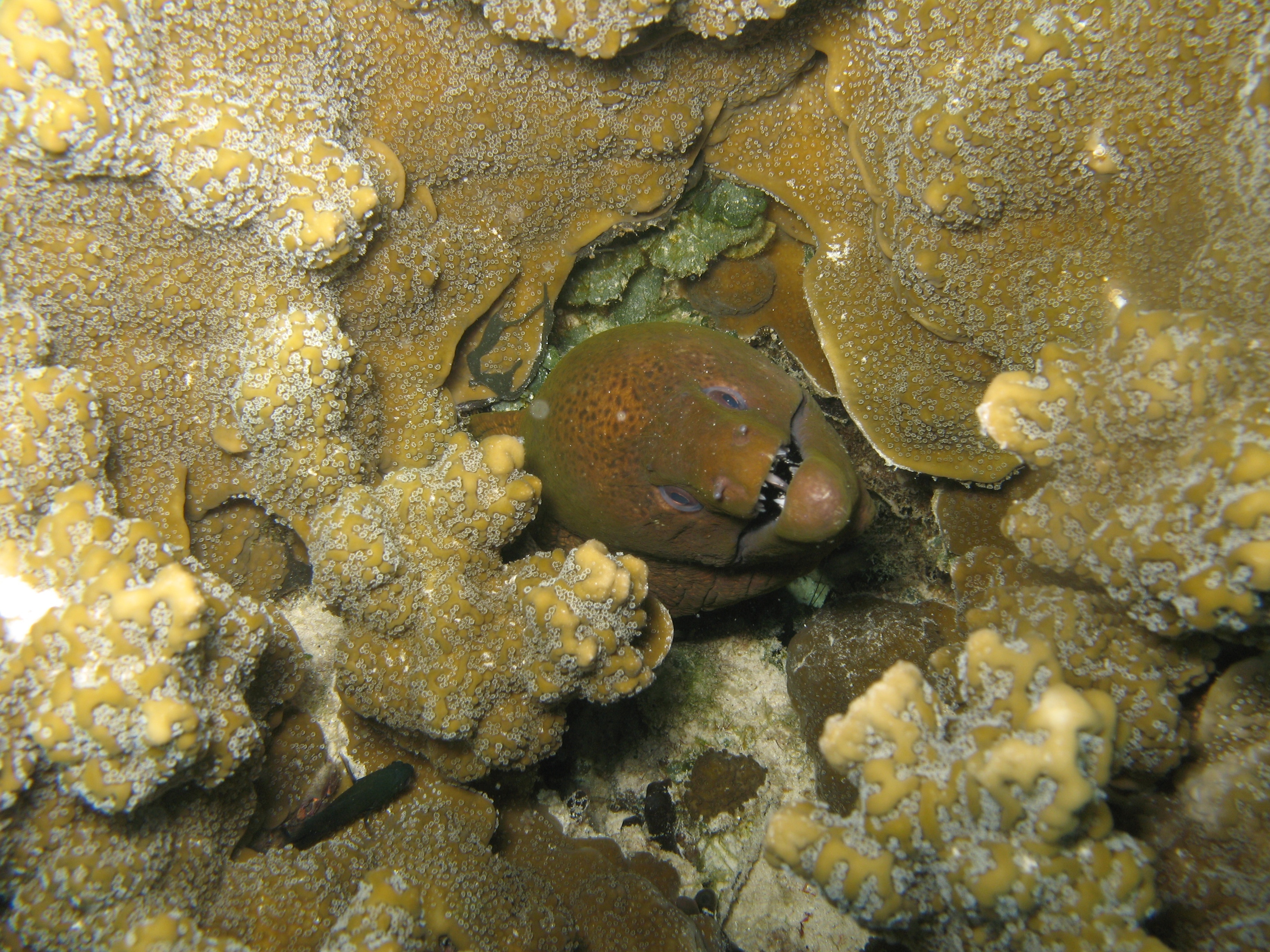 under water shot of a brown eel in sea coral reef