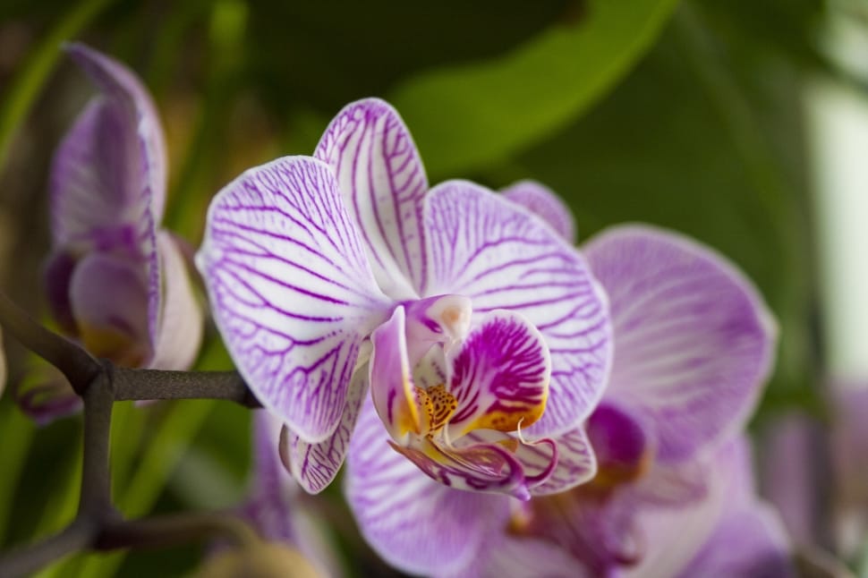 purple and white moth orchids preview